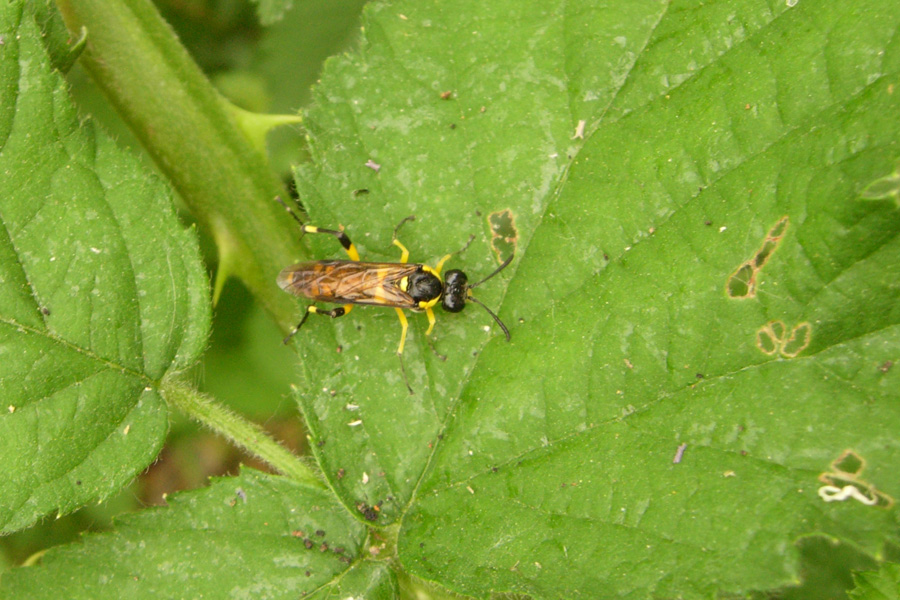 Macrophya sp.?